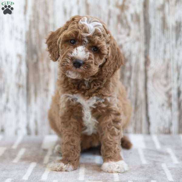Hailey, Mini Labradoodle Puppy